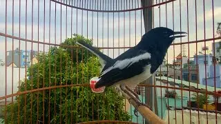Chòe than hót chuyện buổi trưa kích chòe bổi dễ hót. chòe than hót