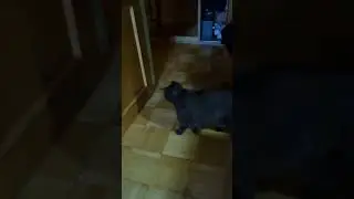 тишка