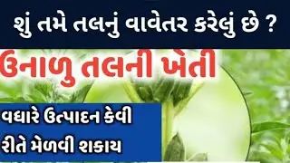 ઉનાળુ તલની ખેતી || Jay Parivartan Result || Mo - 6354195365 || JPI Agri Product || Organic|| kheti