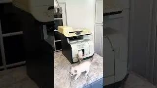 Продается ферма, по разведению котят. 😂😉🥰.