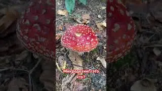 Что нас не убивает делает нас сильнее?!