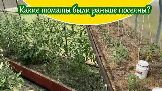 6 июня Сравнение томатов у мамы в теплице и у меня / Планирование срока посева томатов на 2024 год