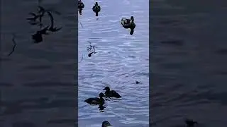 Сегежа. Карелия. Уточки