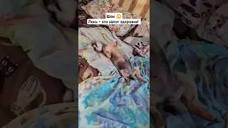 Лень - это залог здоровья!