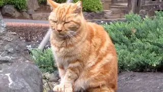 [野良猫]日本庭園で我が物顔で寛ぐ茶トラ猫が可愛すぎる！[straycat]Cute cats relaxing in a Japanese garden with their own face!