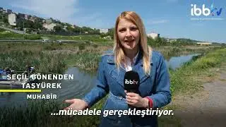 İBB VEKTÖRLE MÜCADELE ÇALIŞMALARI