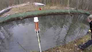 Форель налетает на корм ))