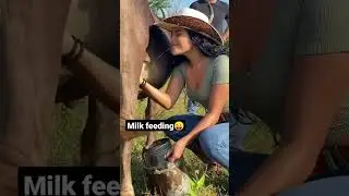a cow girl milk feeding | 