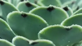 free stock footages | green succulent macro close up
