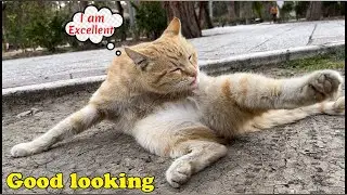 I like his posture, gesture,face,he is handsome￼ cat, but jealous cat is around