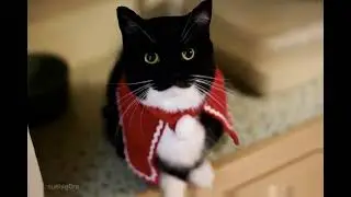 LOOK AT THIS CAT I LOVE HIM
