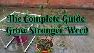 The Complete Guide To Growing The Most Strongest Weed Like Ever with this Rare Technique