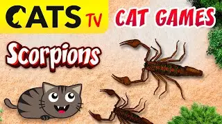 CAT GAMES - Catch SCORPIONS 🦂🙀  60FPS [CATS TV]