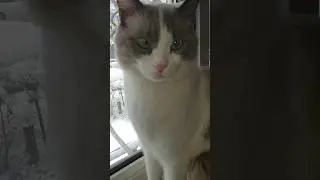 Когда все фиолетово #котик #юмор #приколы