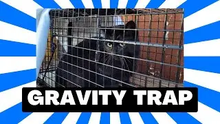 How To Use A Gravity Cat Trap