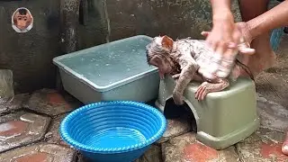 baby monkey mickey takes a morning bath even though his eyes are still sleepy #mokimonkey #monyet