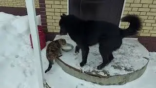 За миску молока и морды не жалко