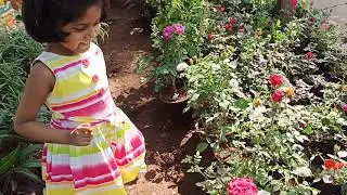 Tree's Importance of Plants 🌵 Save Planets 🌻🌹 Save trees 🌻🌵🌹🌾🍁🍂🌴🌳🌲🌱🌿🍃☘️🍀