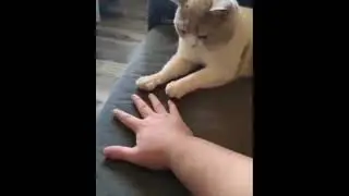 Смешные коты.Часть 4.Подпишись;)