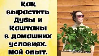 Как вырастить дуб и каштан в домашних условиях. Мой опыт.