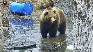 Mansur's estate was flooded. 🌊Time to build a boat?🐻😨