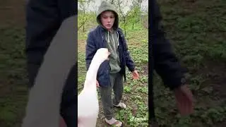 Породия Штефан найн (Porody Stefan nein)