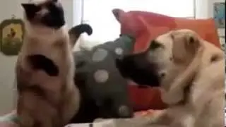 Видео про странных  животных