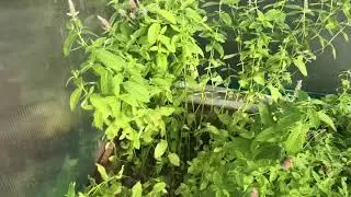 Шиповник/мелисса/цветная Капуста/калина