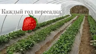 Высадка клубники в балаганы. сорт Клери.