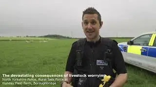 North Yorkshire Police, the devastating consequences of livestock worrying