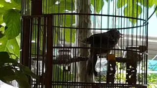 Họa mi già rừng thay lông