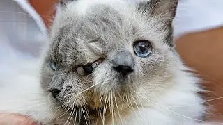 8 странных животных с ГЕНЕТИЧЕСКИМИ МУТАЦИЯМИ! Часть 1