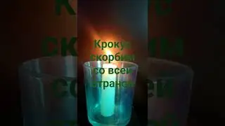 крокус скорбим
