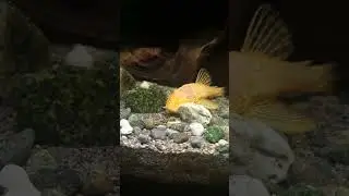 Fish family eat their vegetables. 
