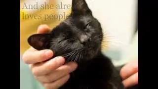 Waffles the Lovebug!