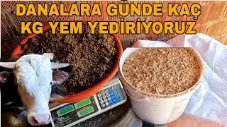700 KG BESİ DANASI GÜNDE KAÇ KG YEM TÜKETİYOR~DANALARI NEZAMAN KESTİRECEĞİZ.
