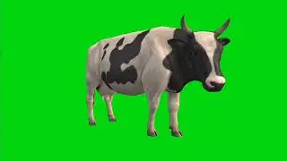 Cow green screen with sound free copyright