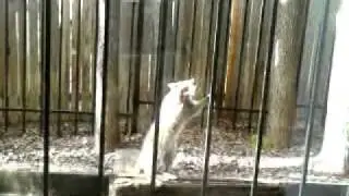 Raccoon begging for food