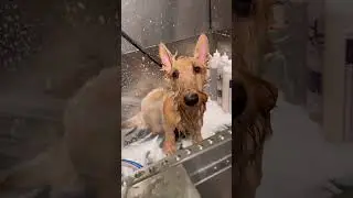 Grooming two puppies !