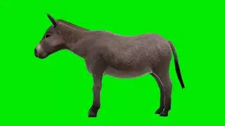 Donkey Chewing Green Screen || Donkey Green Screen Background Video