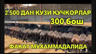 2.500 МИНГ😳СУМДАН 300 БОШ👏🏻КУЗИ КУЧКОРЛАР  МУХАММАДАЛИ ОПТИМЧИДАН👏🏻 🤝