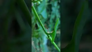 Life of ants 🤯 / #nature #naturelovers #trending #trendingshorts #status