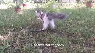 Мейн кун - Джокер .