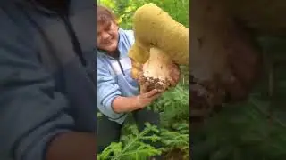 Mushroom record holder
