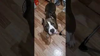 Амстафф Локи 3 года | Потехе Час, Делу Время | Стаффорд | Amstaff Loki