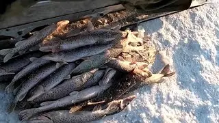 This is some kind of pike anomaly! Amazing fishing!