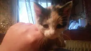 Ещё одна спасённая душа