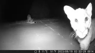 Night lions, September 2023