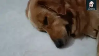 সিম্বা দৌড়ে কত দূর চলে গেলো |#simbasdaiary#status#pet#viral#goldenretriever#simbasdiary#trend#india