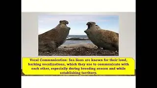Dive into the World of Sea Lions: Fun Facts and Cool Tricks!